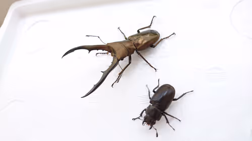 Item #2846893736148873774746802631495866819654136602576950046920721049179100545026 Media