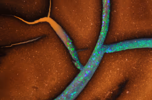 Item #21177589988234382907292029725280025606269119538694693414219510848699467038721 Media