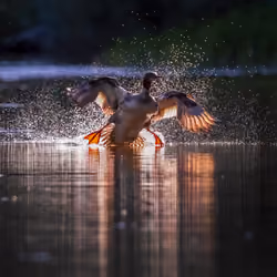 Landing Lights