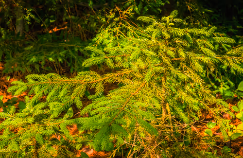 Item #78614967916850878758896281278088562819031429561597845143063368103662805057537 Media