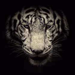 White Tiger portrait in monochrome