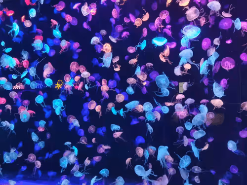 RachelXiang Collection