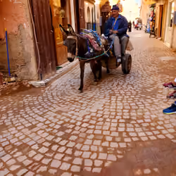 Donkey Carriage