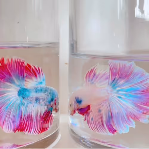 FISH LOVER 