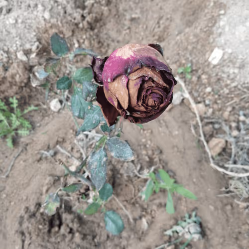 Roses#3