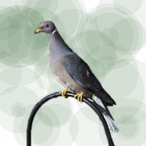 Item #44224140947385297080294490486331546758837636797201957936873602904341656633345 Media