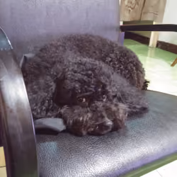 poodle money