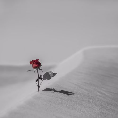 Desert Rose