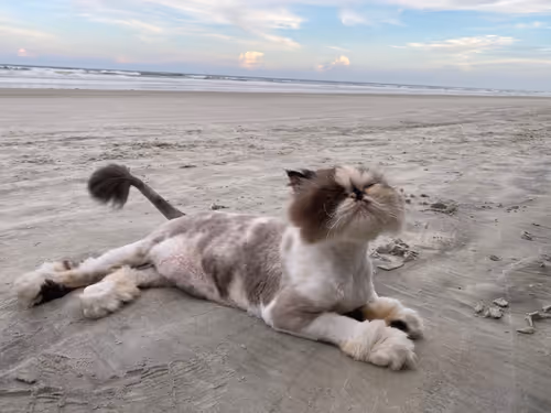 Item #88063557034118437660925886446302507819426649905583175627315428984997652987905 Media