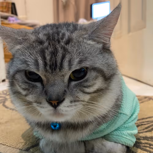 Bufficat