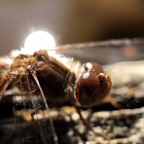 Zoom Into the Eye of the Dragon(fly)