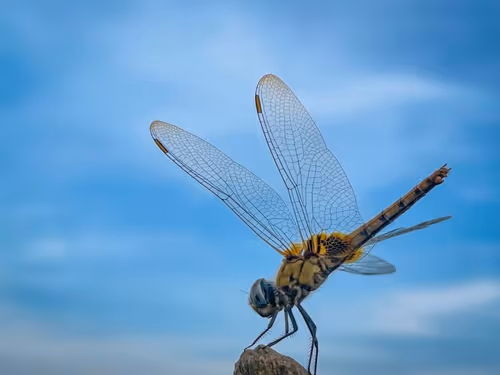 Item #94835899003410979787735476714878619578637269958947401780404715145609714073601 Media