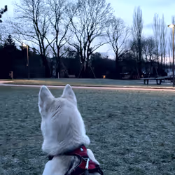 62175267119956854346768101641824727859604734918017792062945530259016763047937