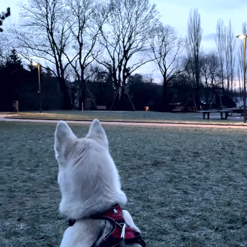 Item #62175267119956854346768101641824727859604734918017792062945530259016763047937 Media