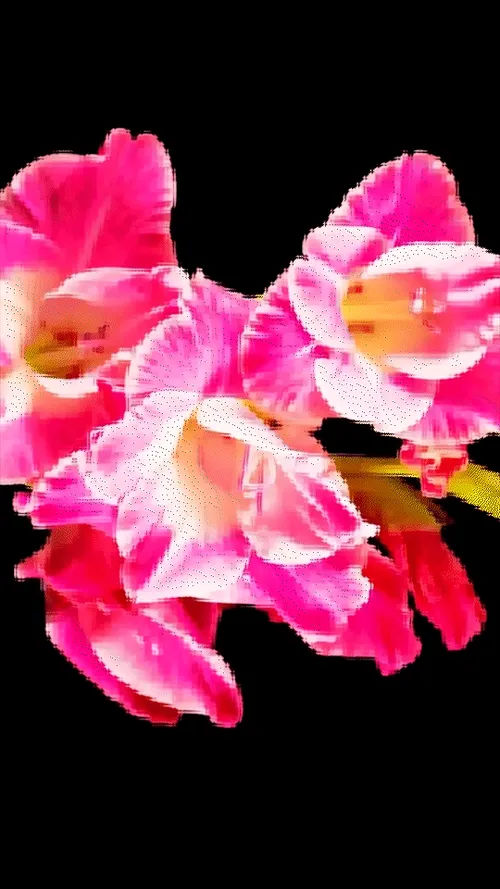 Item #71231624217283081456255847801827661211480774626703836882564083983630928445441 Media