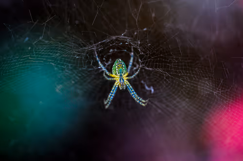 Item #15286439154353413258560728673590493507949724092509999987352070323015470022657 Media