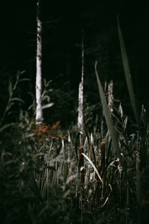 Item #46709965239587215851558087466762379659612403751449934923508460077008897966081 Media