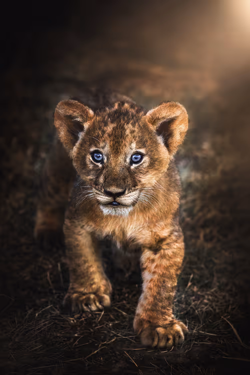 Item #46146454175190830687847236221543248864679735900060228179798027751711207063553 Media