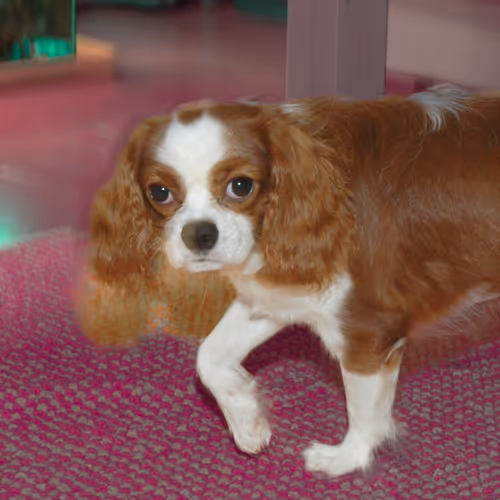 Item #52268251609148313723694636350380869011371331496130941392669190010616124801025 Media