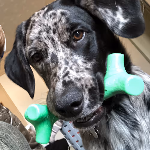 Untitled Collection #68419054 - old