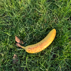 Banana Art Basel #53
