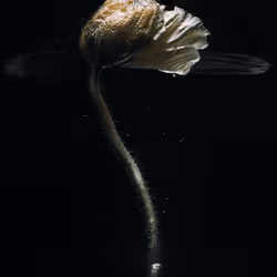 Poppy #04