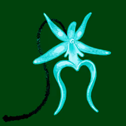 bloom 71
