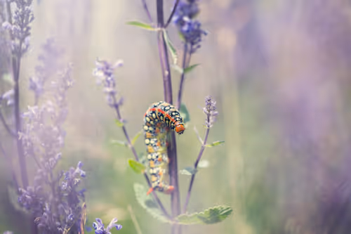 Item #11893448461842202167923125391346137616384292588036434545660885324249820037121 Media