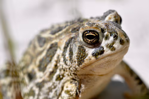 Item #92971587401879212914465603849674525645265351012255145539777938550929116626950 Media