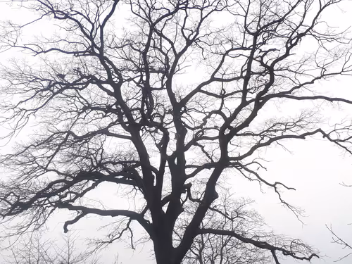 Item #13665938074563914331498291329920780757136253607588816979915017095793180934145 Media