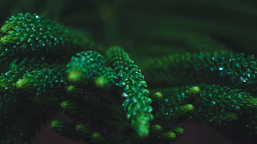 Item #31788909356613404137048829070137069187400346678612286943977180890558288101377 Media