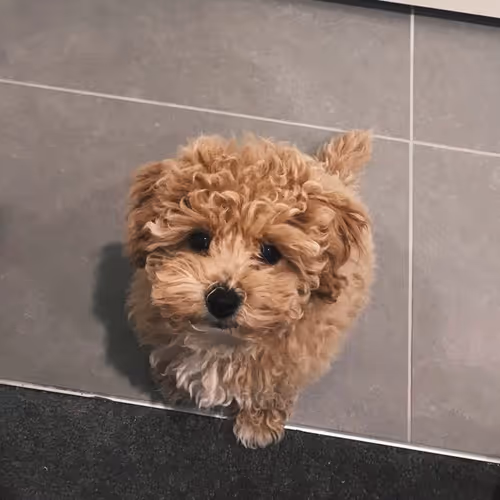 Trufflemuffin Collection - old