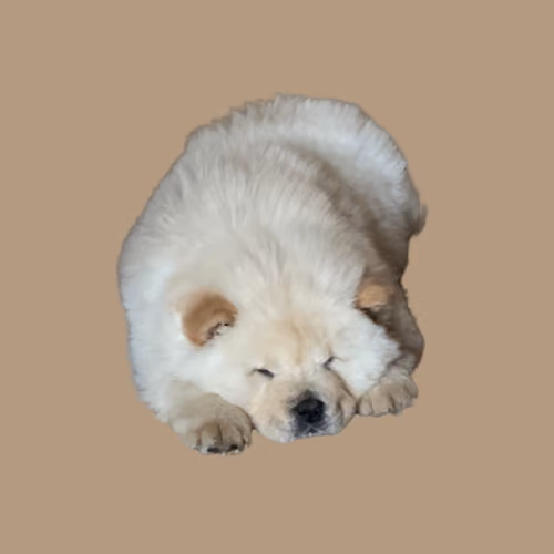 Item #35388107283307368174495388733319962713813542129846964087412499509235209469953 Media