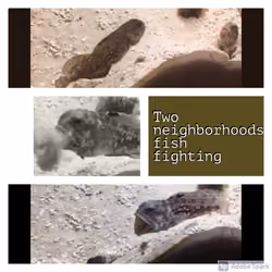 Two neighborhoods fish fighting.