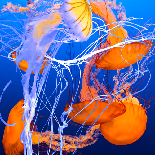 Item #43491420902550312144531220926816905712993913089726861711992935497681753604097 Media