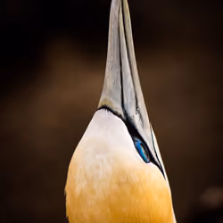A Bird
