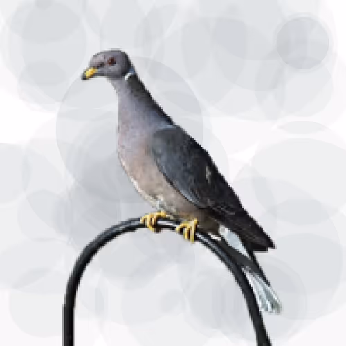 Item #44224140947385297080294490486331546758837636797201957936873602871356307800065 Media