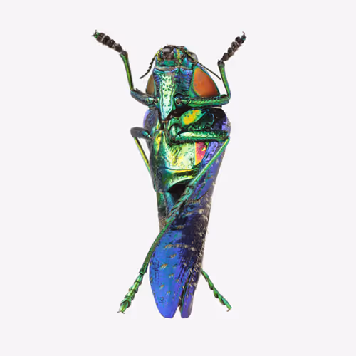 Item #111059480755819072401472915714429599823664809872456549623330074128274757255169 Media