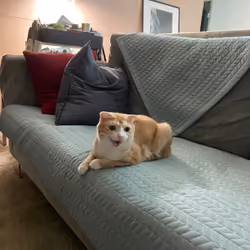 tsai meow 4