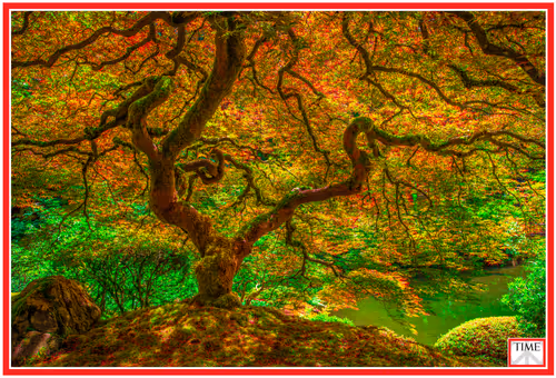 Item #99707506381095622123001165646892513100303268977477032461907971228949232484353 Media