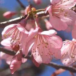 Innovation of Nature# 003 Way of Pink