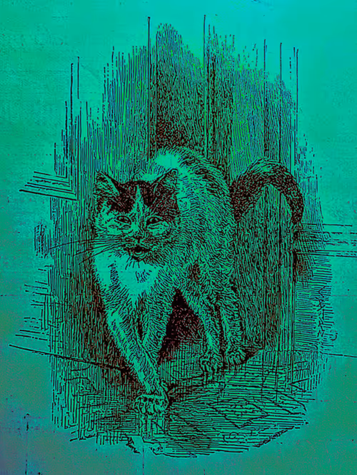 Item #35247308013863639916483757756408588227786114589757564733366544666098376114206 Media