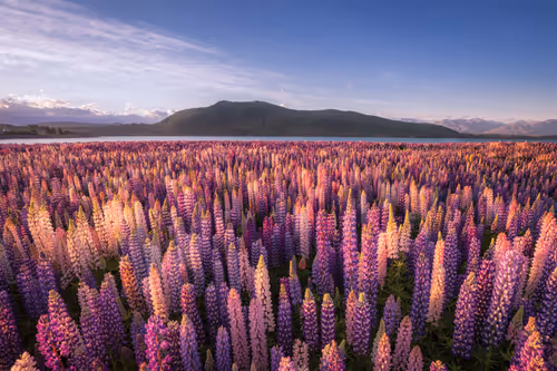 Item #98745491564379547554924435713421898077677728399868739538264606804049347477505 Media