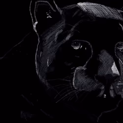 Puma Scratchboard