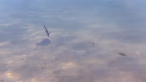 Item #32522392328516293709208538786472574869311995244495637720412795660744473444357 Media