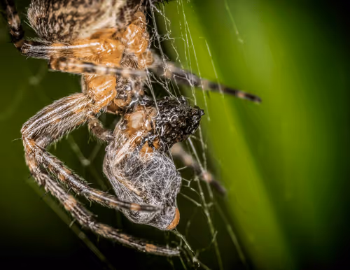 Item #39429723732328753597162802523214725559746815112814606355756412612024104648705 Media