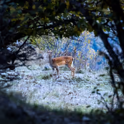 Bambi