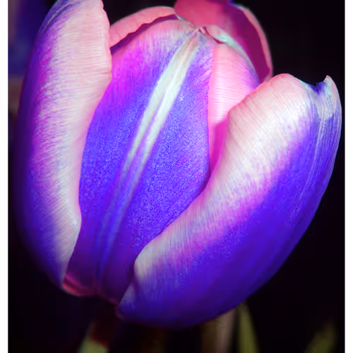 Mytulips