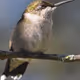 Hummingbird #036