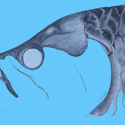 Patnip Tarpon Blue